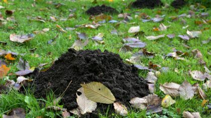 A beginner’s guide to home compost that actually feeds your soil