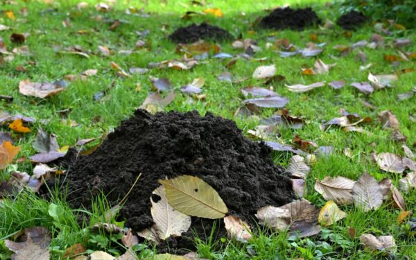 A beginner’s guide to home compost that actually feeds your soil