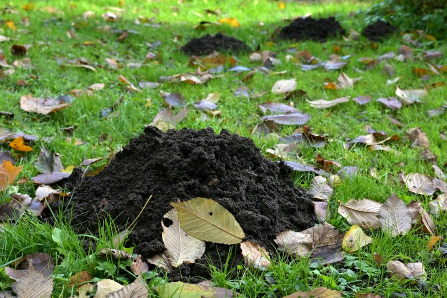 Backyard compost bin leaves soil