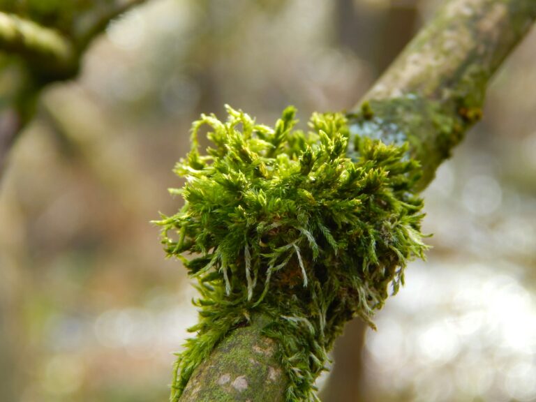 Close sphagnum moss air layering house fig rooted
