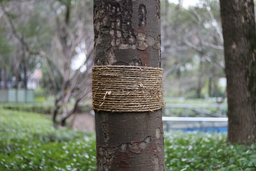 Hand air layering rubber tree stem plastic wrap