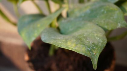 Algae on potting soil: causes, risks and simple fixes for greener containers