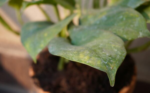 Algae on potting soil: causes, risks and simple fixes for greener containers