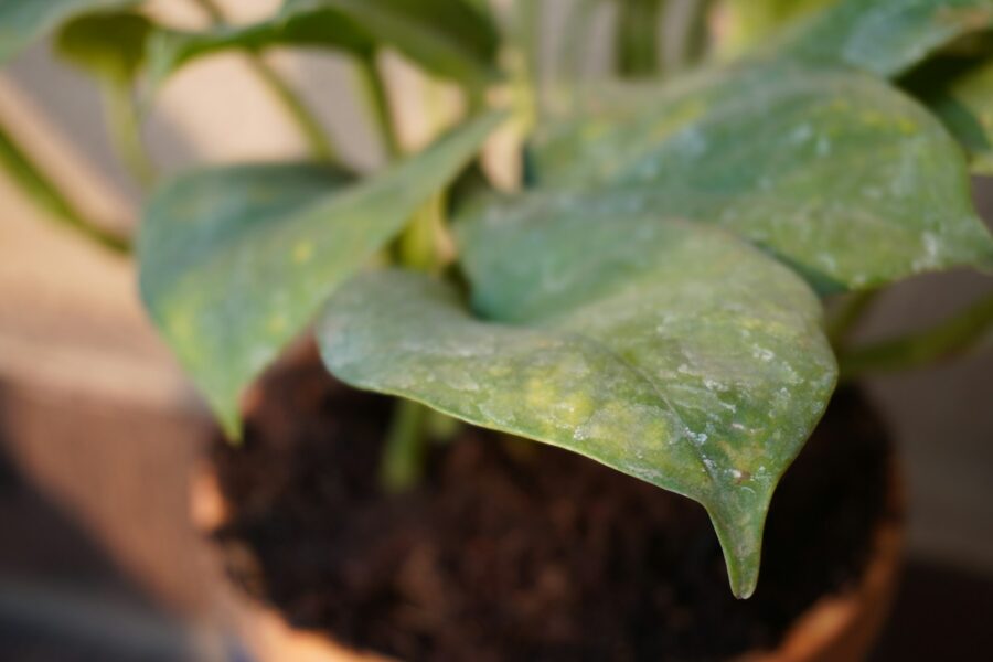 Potted houseplant soil green algae closeup