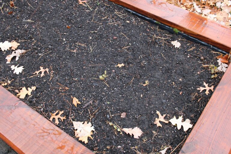 Indoor container gardening potting soil surface