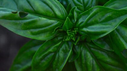 Aphids on garden herbs: how to spot damage and rescue your harvest