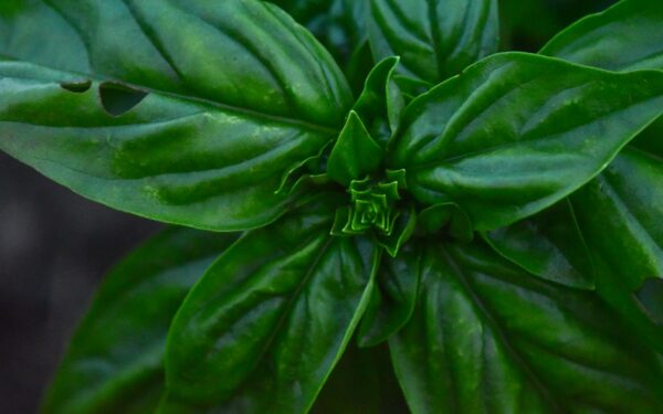 Aphids on garden herbs: how to spot damage and rescue your harvest