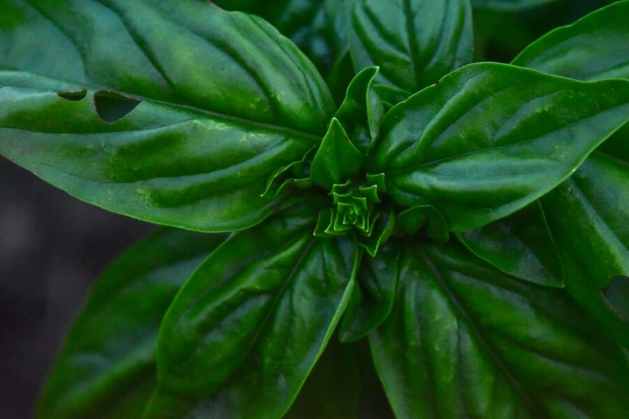 Aphids basil leaves close