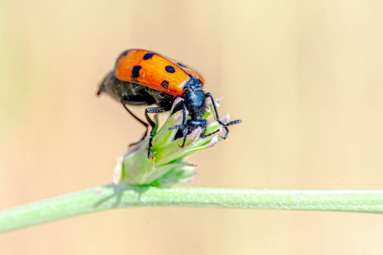 Ladybird eating aphids herb stem