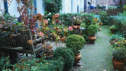 Autumn planting schemes that keep a small yard bright through the cold months