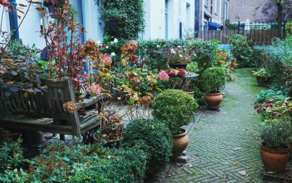 Autumn planting schemes that keep a small yard bright through the cold months