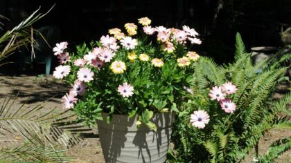 Bright summer color with easy annuals for pots and borders