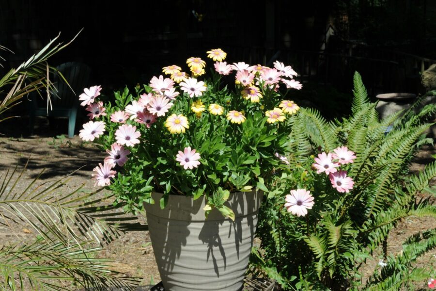 Colorful annual flowers patio containers