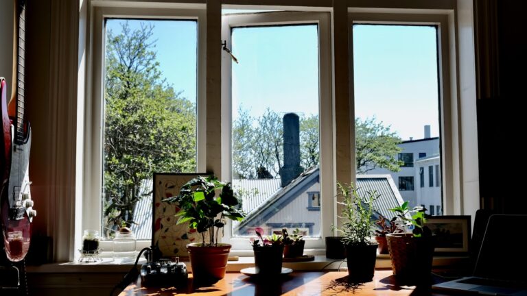 Potted houseplant near sunny window scorched leaves