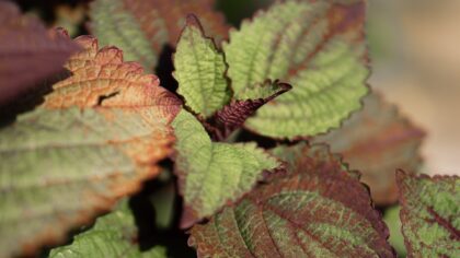 Brown, crispy leaf edges: understanding leaf scorch and how to prevent it