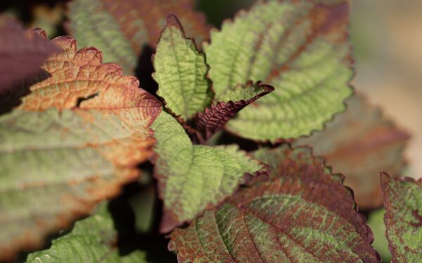 Brown, crispy leaf edges: understanding leaf scorch and how to prevent it