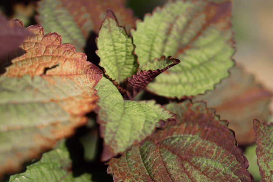 Close brown crispy leaf edges garden shrub