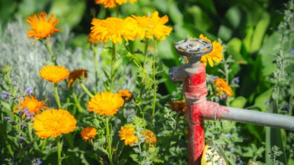 Budget-friendly ways to start and grow a thriving home plot