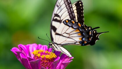 Butterfly-friendly plants: how to plan a garden that feeds caterpillars and adults