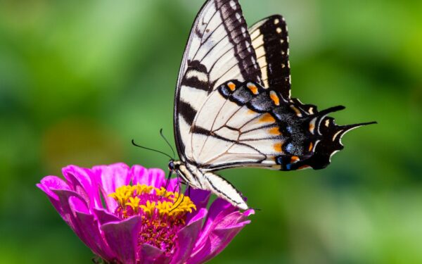 Butterfly-friendly plants: how to plan a garden that feeds caterpillars and adults