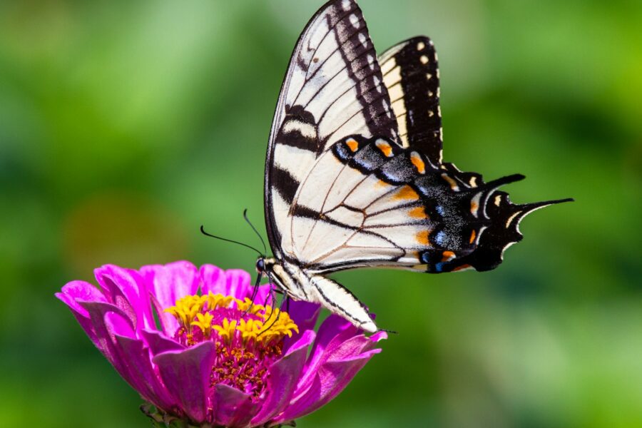 Butterfly zinnia flower