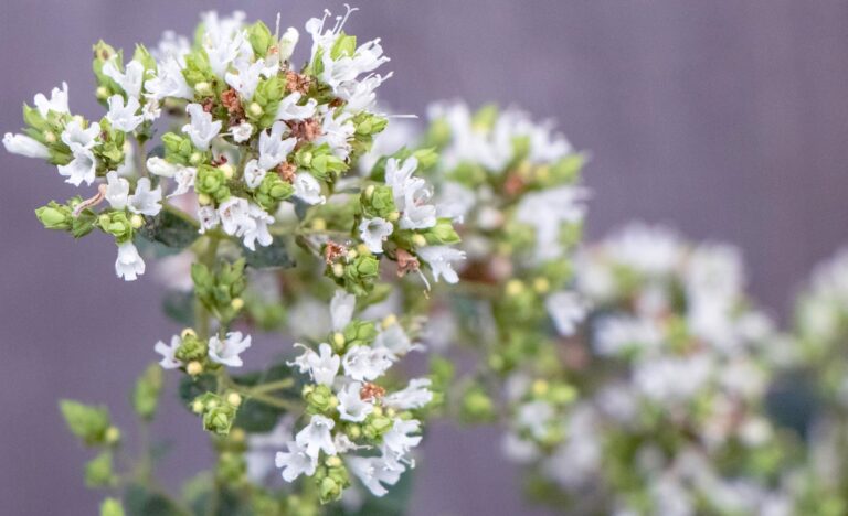 Herb garden flowering oregano