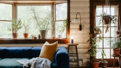 Choosing the best medium light houseplants for real homes