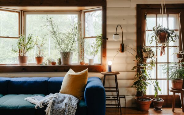 Choosing the best medium light houseplants for real homes