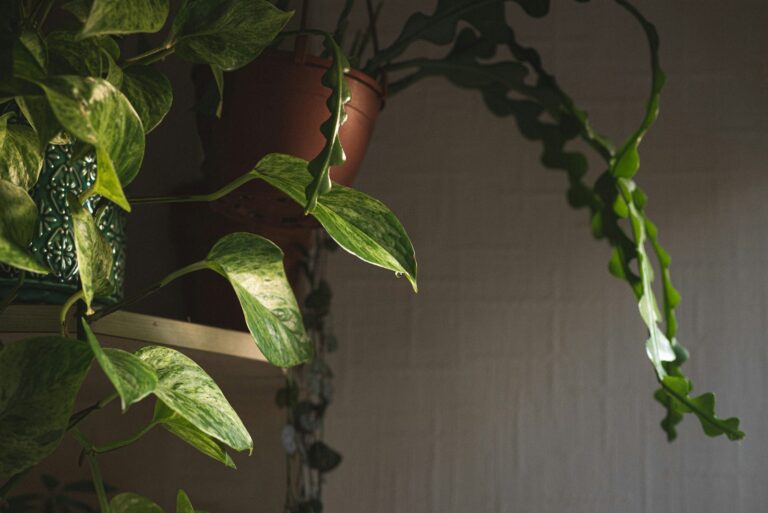 Pothos philodendron plant shelf