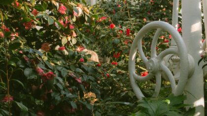 Choosing the right watering can and hose for easy plant care