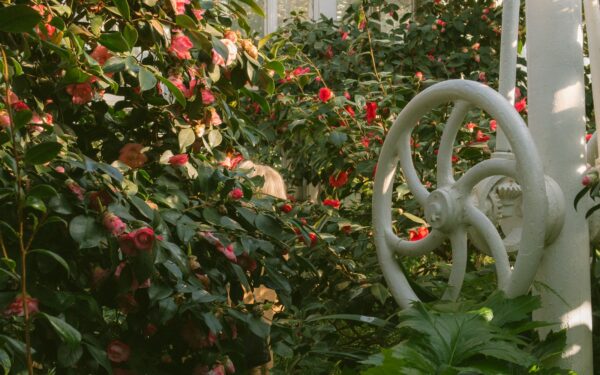 Choosing the right watering can and hose for easy plant care