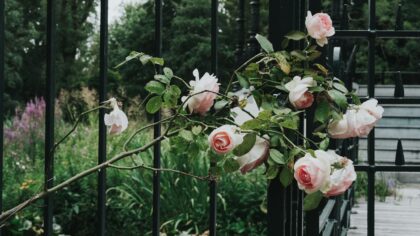 Climbing roses that turn fences and terraces into living walls