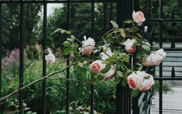 Climbing roses that turn fences and terraces into living walls