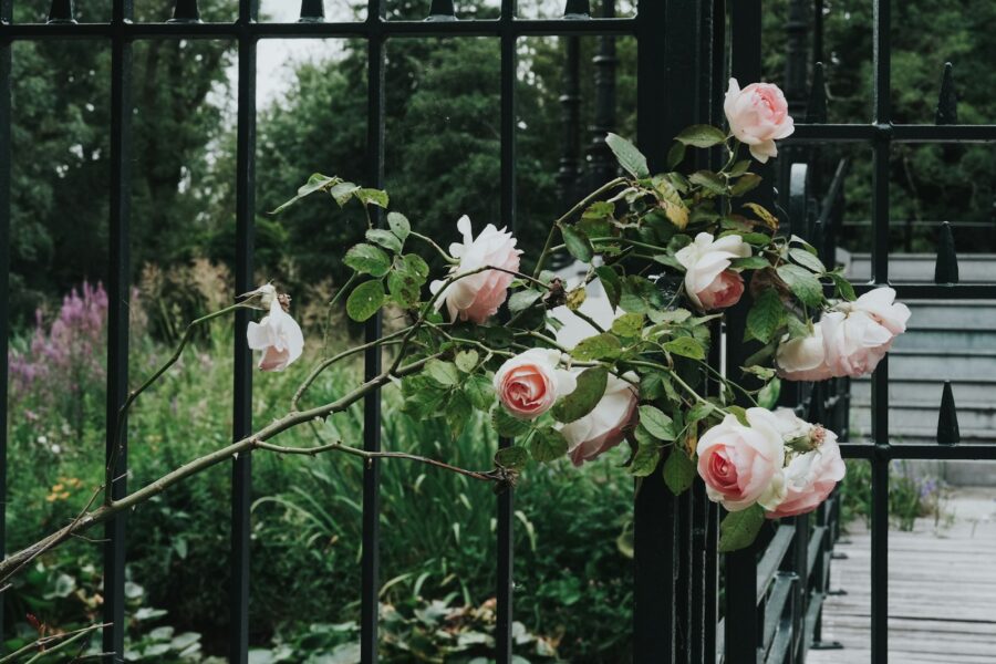 Climbing rose covered garden fence