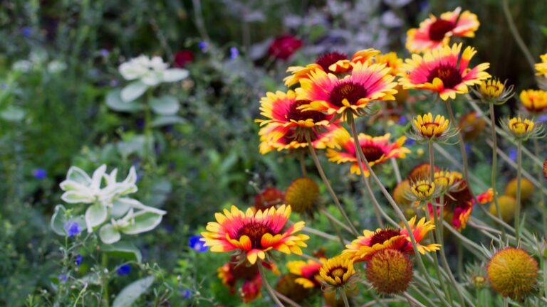 Perennial flower border close