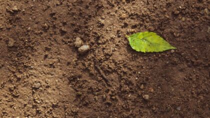 Common compost issues in home yards and how to fix them