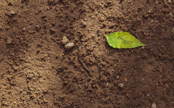 Common compost issues in home yards and how to fix them