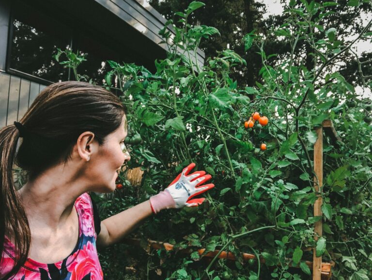 Hand weeding small vegetable bed mulched tomato plants