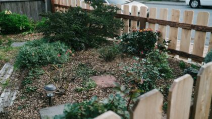 Common mistakes new home growers make and how to avoid them