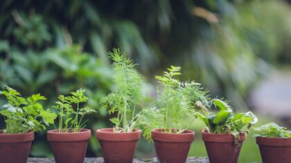 Container vegetables on balconies: a practical guide to growing more in small spaces