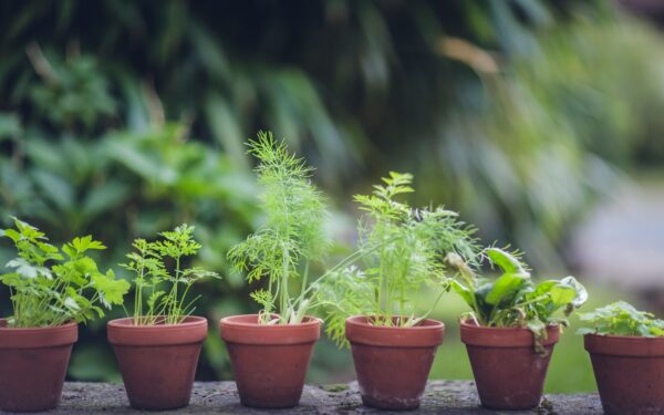 Container vegetables on balconies: a practical guide to growing more in small spaces