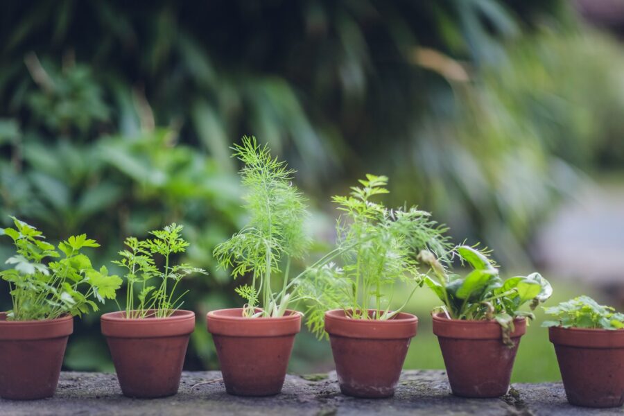 Balcony container vegetable garden pots
