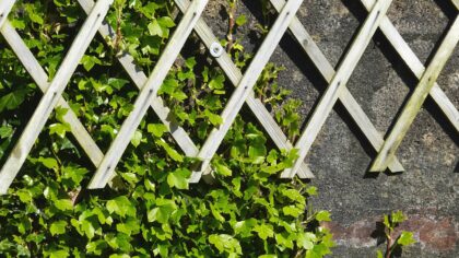 Cool-season peas: how to sow, support and care for a sweet early crop