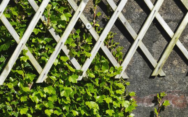 Cool-season peas: how to sow, support and care for a sweet early crop