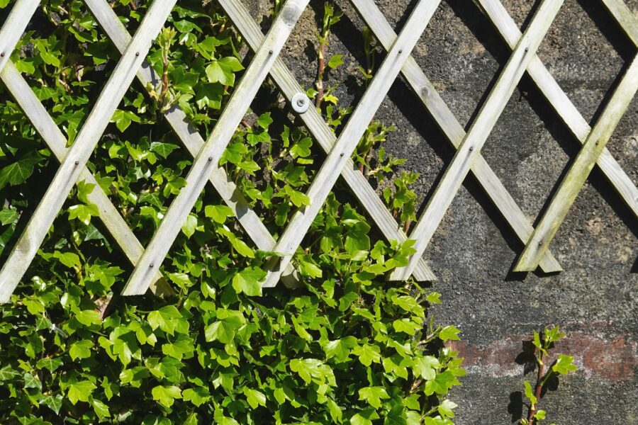 Pea plants green trellis garden closeup