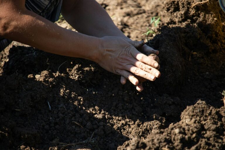 Hands sowing pea seeds soil