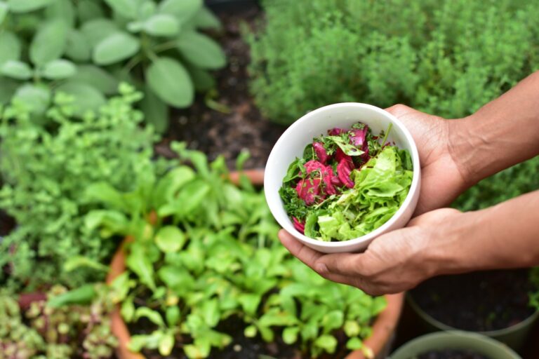 Hands harvesting basil leaves pot