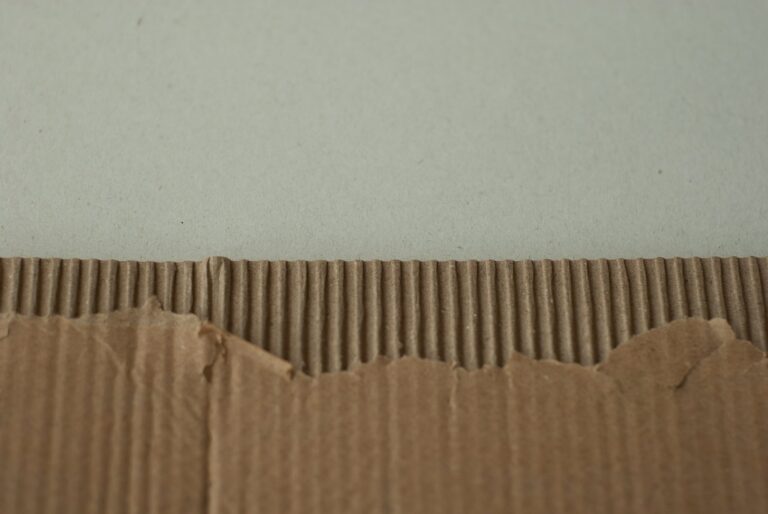 Cutworm curled soil cardboard collars around vegetable transplants