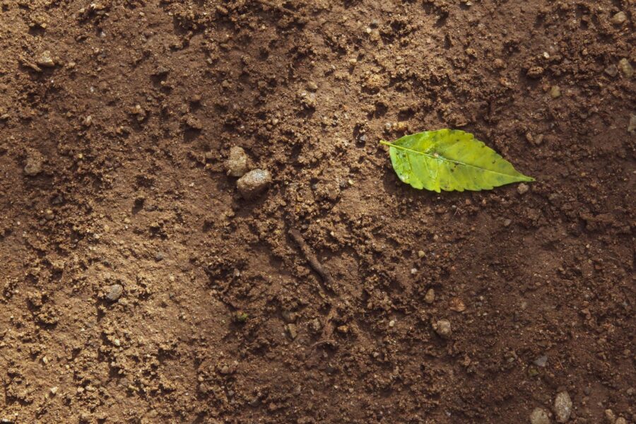 Cutworm damage vegetable stem soil