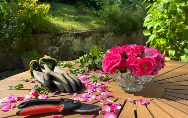 Deadheading flowers for continuous blooms all season